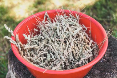 spikelets plastik kase bir kirpi otu yuvarlak kırmızı bir güdük üzerinde duruyor. Abov görüntülemek