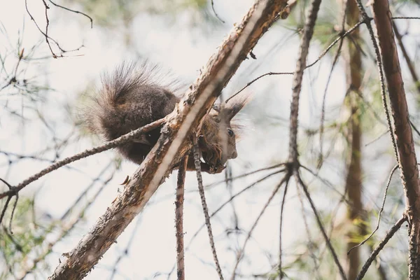 Red Squirrel Fluffy Ears Sits Branch Gnaws Nut — Stock Photo, Image
