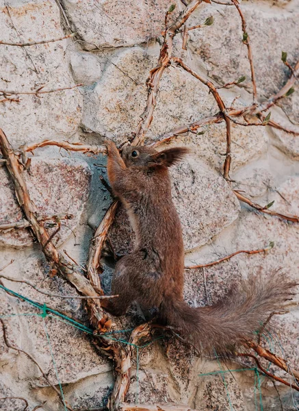 Turnen Für Flauschige Eichhörnchen Gewöhnliches Rotes Eichhörnchen Mit Einem Flauschigen — Stockfoto