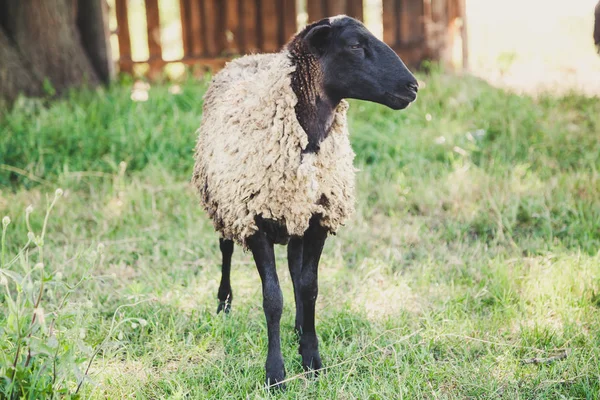 Moutons Avec Une Tête Noire Tient Sur Herbe Verte Dans — Photo