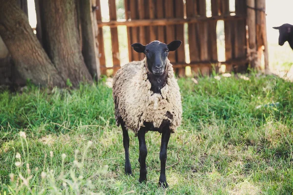 sheep with a black head stands on the green grass in the yard on a summer da