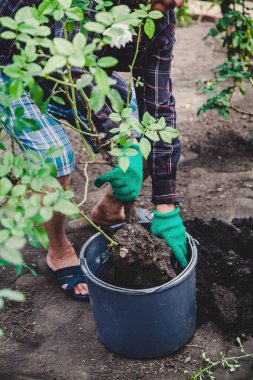 Bir gül nakli. Yeşil çalışma eldiven bir erkekte bir gül bush eart tanıtmadım ile bir kova dışarı alır.