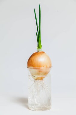 ampul şeffaf bir şişe su üzerinde beyaz bir arka plan ile gelişmiş bir kök sistemi ile