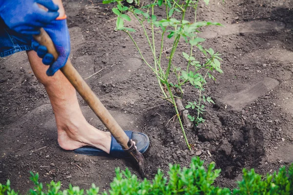 man in blue gloves and slippers digs a rose bush with a shovel close-u