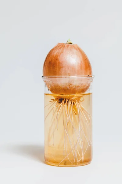 bulb with a developed root system in a transparent flask with water on a white background