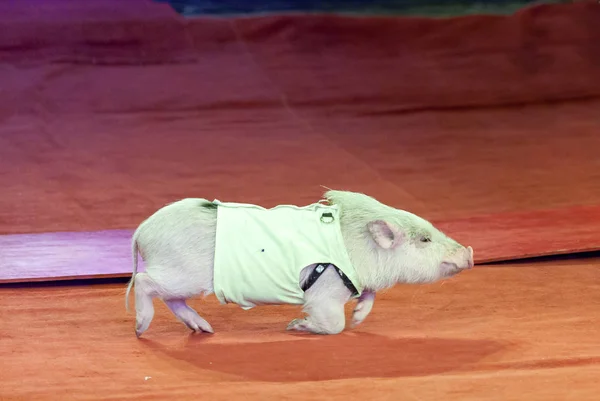 Pig Circus Pretty Pig Sports Shirtfront Red Carpet Circus Arena — Stock Photo, Image