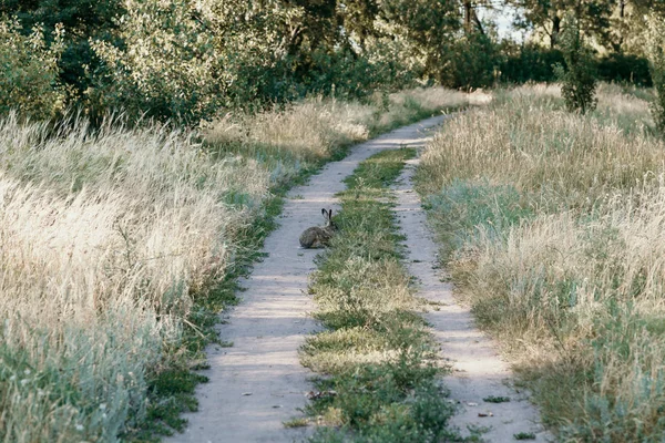 Hare Nature Gray Hare Long Ears Sits Turn Dirt Road — Stock Photo, Image