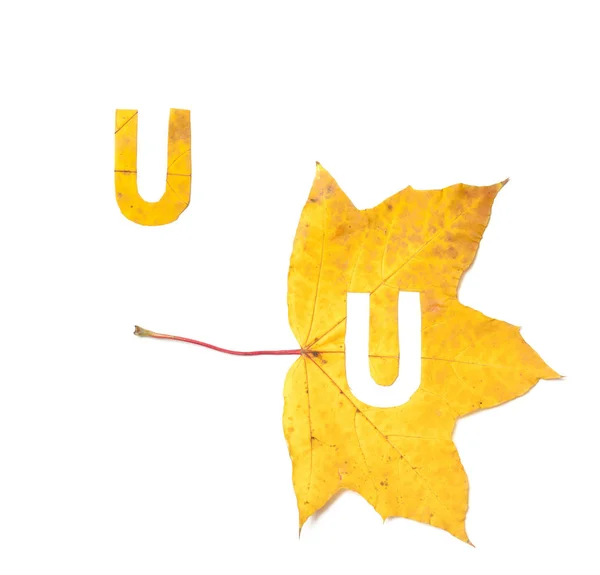 Cartas Outono Letra Esculpida Partir Uma Bela Folha Bordo Amarelo — Fotografia de Stock