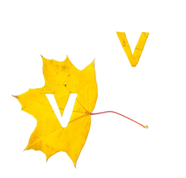 Autumn letters. The letter V is carved from a beautiful yellow maple leaf on a white background. On the sheet, the letter pattern of the letter