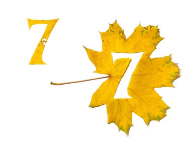Sonbahar resimler. Rakam 7 beyaz zemin üzerinde bir güzel sarı akçaağaç yaprağı üzerinden oyulmuştur. Sayfasında, mektup mektup desen