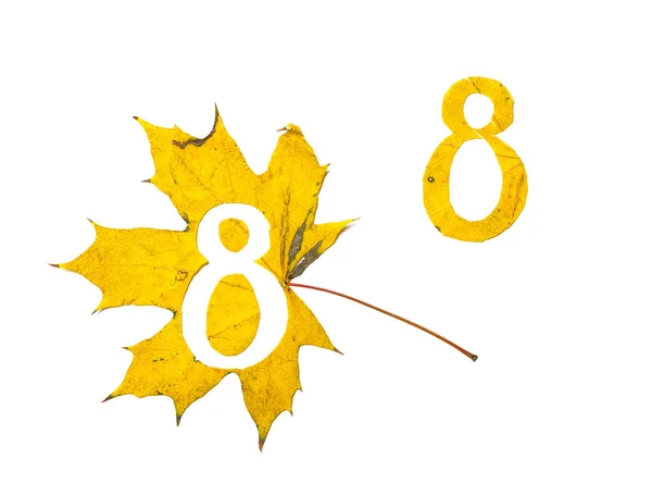 秋天的数字 数字8是从一个美丽的黄色枫叶在白色背景雕刻 在工作表上 信函的字母模式 — 图库照片