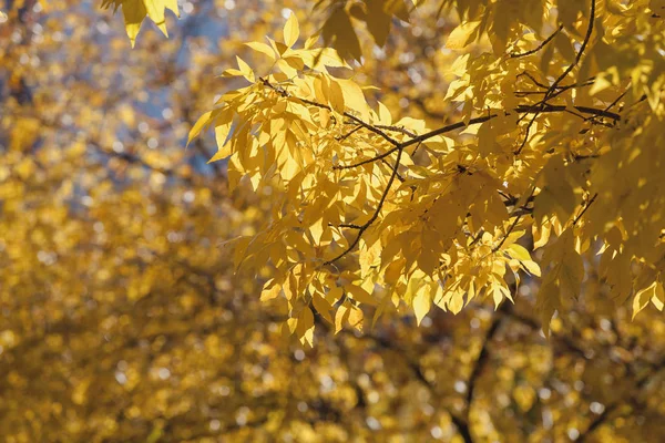 Golden colors of autumn. Branch of a tree with extended yellow leaves on a sunny autumn da