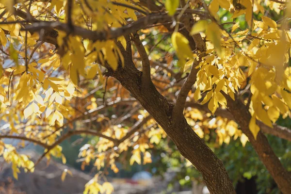 Golden colors of autumn. Branch of a tree with extended yellow leaves on a sunny autumn da