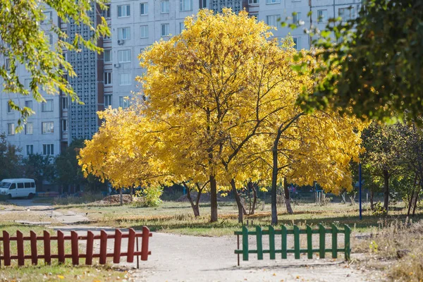 Trees in the autumn city. A tree with a beautiful yellow crown stands in the courtyard of a multi-storey building. In the foreground a small fenc