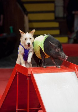 Hayvanlar ağırladı. Küçük bir domuz ve bir köpek spor mankenler olarak eğimli bir tepeden sirk değil binmek