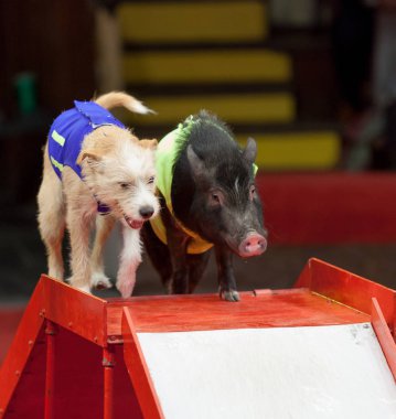 Hayvanlar ağırladı. Küçük bir domuz ve bir köpek spor mankenler olarak eğimli bir tepeden sirk değil binmek