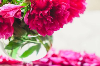 Peonies masanın üzerinde. Kısa bacaklar parlak kırmızı çiçekler şeffaf bir vazo içinde standı. Masanın üstüne düşmüş zavallı petal yalan