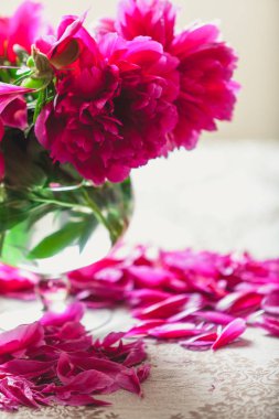Peonies masanın üzerinde. Kısa bacaklar parlak kırmızı çiçekler şeffaf bir vazo içinde standı. Masanın üstüne düşmüş zavallı petal yalan