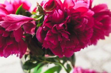 Peonies masanın üzerinde. Kısa bacaklar parlak kırmızı çiçekler şeffaf bir vazo içinde standı. Masanın üstüne düşmüş zavallı petal yalan