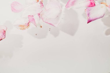 Çiçek arka plan. Beyaz bir adam su bir tayin ile solmuş gül güzel yaprakları