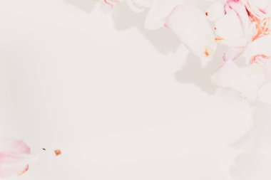 Çiçek arka plan. Beyaz bir adam su bir tayin ile solmuş gül güzel yaprakları