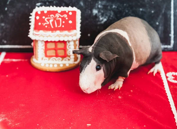 pig and a house. A pretty naked guinea pig on the red velvet. There is a gingerbread house nearb