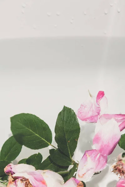 1 041 Flower Floats Stock Photos Free Royalty Free Flower Floats Images Depositphotos 1 041 Flower Floats Stock Photos Free Royalty Free Flower Floats Images Depositphotos