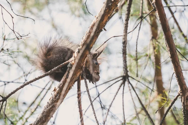 Rotes Eichhörnchen Mit Flauschigen Ohren Sitzt Auf Einem Ast Und — Stockfoto