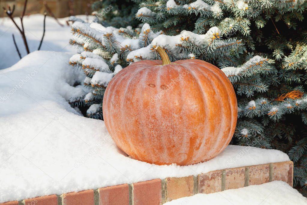 Vegetables in the snow. A round ripe orange pumpkin lies on a white snow cover. In the background a blue spruc