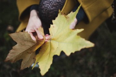 Büyük holding kadın zarif eller bir yakın çekim par düşmüş akçaağaç yaprakları