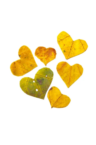 Coeurs Automne Six Cœurs Sculptés Une Belle Feuille Érable Verte — Photo