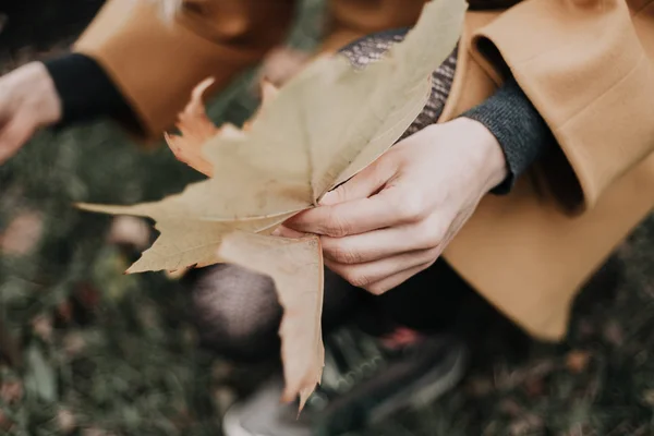 Vrouwelijke Sierlijke Handen Met Grote Gevallen Esdoorn Bladeren Een Close — Stockfoto