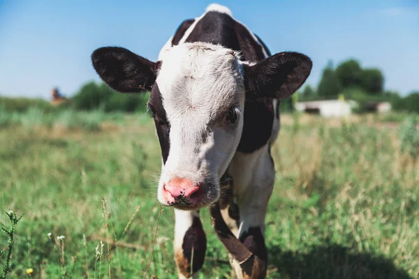 Koe Kalf Met Een Witte Kop Een Mooie Zwarte Vlek — Stockfoto