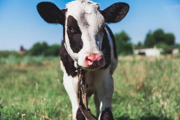 Koe Kalf Met Een Witte Kop Een Mooie Zwarte Vlek — Stockfoto