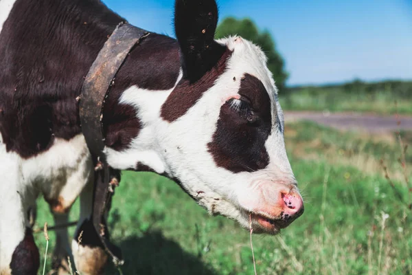 Koe Kalf Met Een Witte Kop Een Mooie Zwarte Vlek — Stockfoto