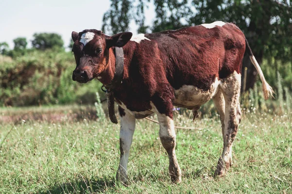 Brown Colored Bull White Legs Stands Leash Green Meado — Stock Photo, Image