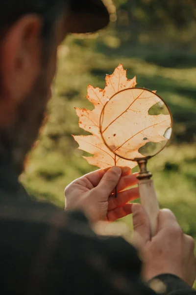 Bioloog Bestudeert Een Groot Geel Blad Van Een Boom Door — Stockfoto