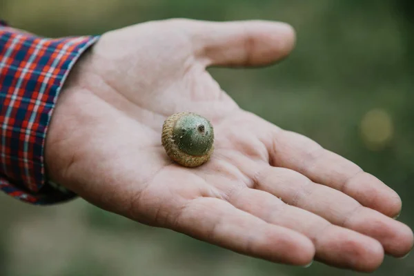 Acorn Hijau Muda Terletak Tangan Pria Itu Pada Backgroun Hijau — Stok Foto