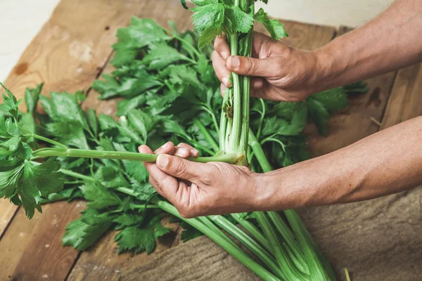 Harvest Hands Hands Cook Share Stalks Celery Odorous Large Green — Stock Photo, Image