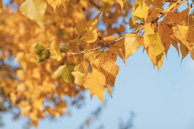 Altın Sonbahar. Güneşli bir sonbahar da bir kavak yakın çekim güzel sarı yapraklarda