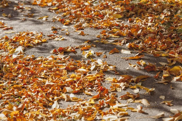 Trockener Herbst Gelb Umgestürzte Blätter Von Bäumen Teppich Teppich Asphal — Stockfoto