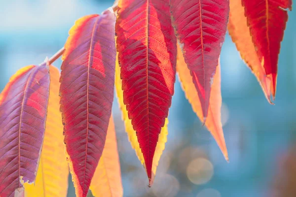 Bright colors of autumn. Beautiful red leaves on a branch of sumac close-up on a sunny autumn da