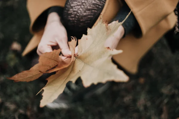 Θηλυκό Χαριτωμένη Χέρια Που Κρατούν Μεγάλα Πεσμένα Maple Φύλλα Ένα — Φωτογραφία Αρχείου