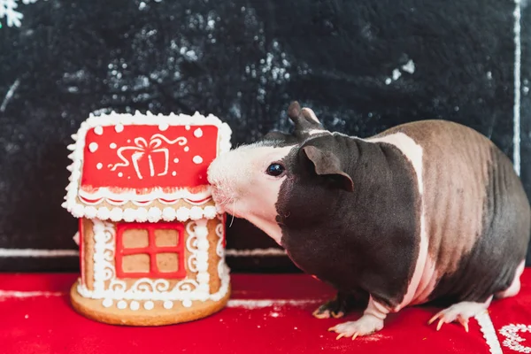 Pig House Cute Bare Guinea Pig Skinnie Sniffs Gingerbread House — Stock Photo, Image