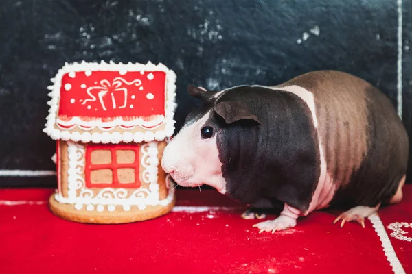 Pig House Cute Bare Guinea Pig Skinnie Sniffs Gingerbread House — Stock Photo, Image