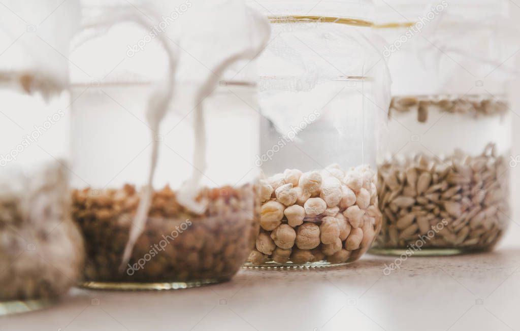 Germination of seeds in water. Glass jars with different seeds are filled with water. Banks are covered with white gauz