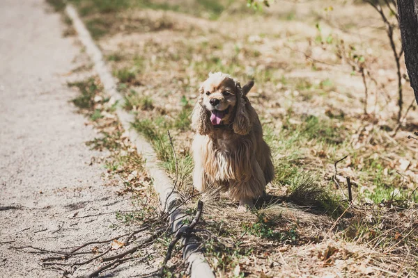 Zadowolony Cocker Spaniel Amerykański Stoi Park Pat — Zdjęcie stockowe