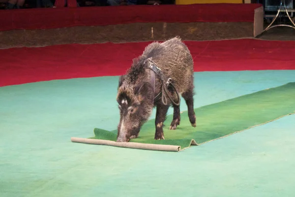 Little Pig Picks Out Green Carpet Circus Arena His Nos — Stock Photo, Image