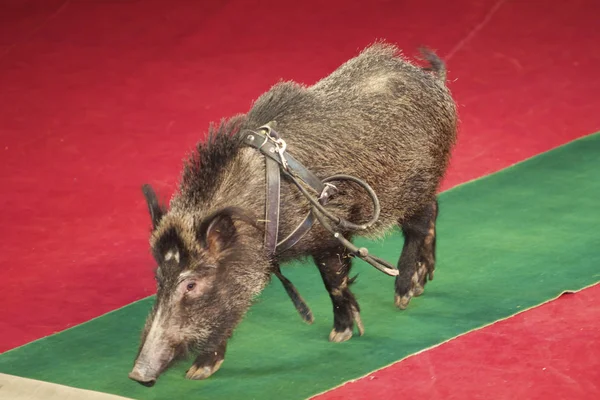 Pequeno Porco Corre Longo Tapete Verde Arena Circo Perto — Fotografia de Stock