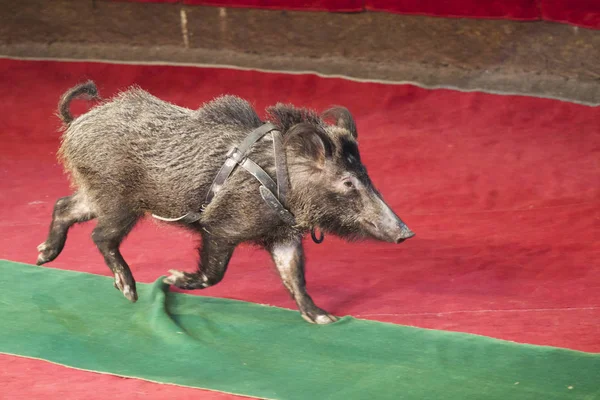 Kleines Schwein Läuft Über Den Grünen Teppich Der Zirkusarena — Stockfoto